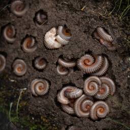 Corridor BioBlitzes